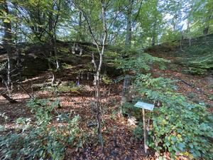 R�dinghausen_Wunschbaum